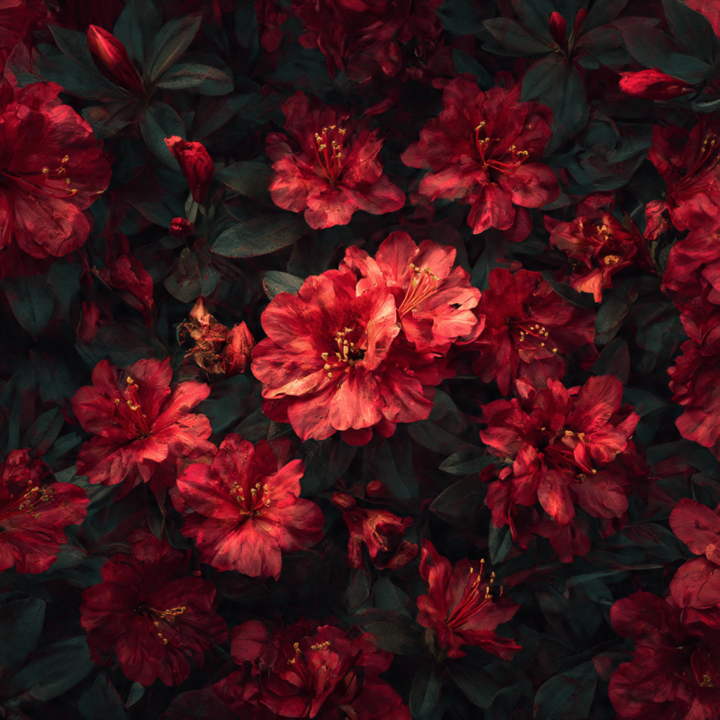 Projects heaven flowers red